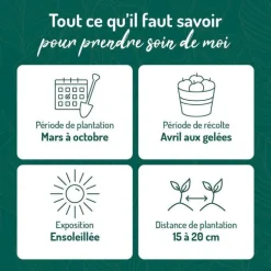 Basilic Magic Blue® Bio. Le pot de 1 litre