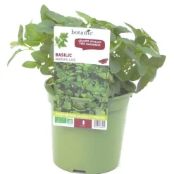 Basilic Marseillais Bio. Le pot de 1 litre