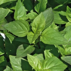 Basilic Marseillais Bio. Le pot de 2,5 litres