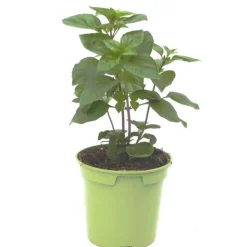 Basilic Thai Bio. Le pot de 1 litre