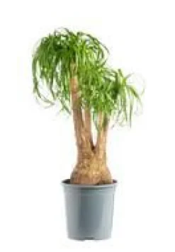 Beaucarnea coupe Ø25xH60/80 cm