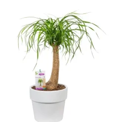 Beaucarnea. Le pot de 26 cm