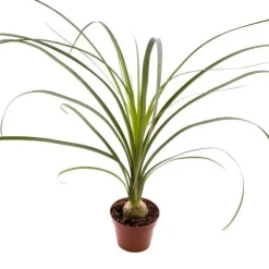 Beaucarnea ou Pied d’éléphant pot Ø6 cm