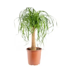 Beaucarnea pot Ø21xH75 cm