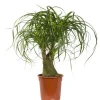 Beaucarnea Ramifié coupe Ø19xH70 cm