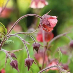 Benoîte des ruisseaux godet 9x9 cm