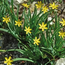 Bermudienne de Californie godet 9x9 cm