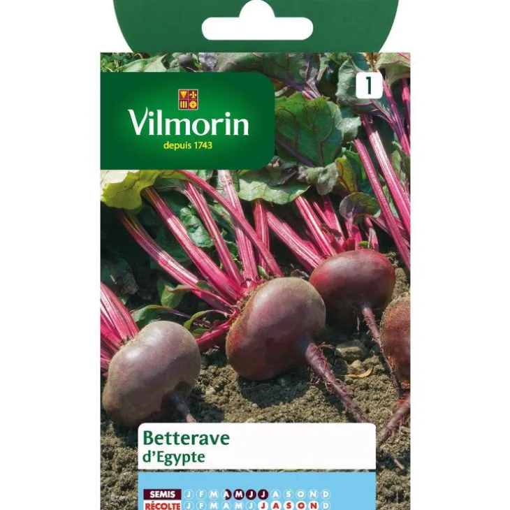 Betterave d'Égypte Série 1 Vilmorin - graines à semer