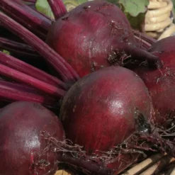 Betterave Rouge Bolivar Bio. La barquette de 6 plants