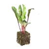 Betterave Rouge Bolivar Bio. La motte de 4x4 cm