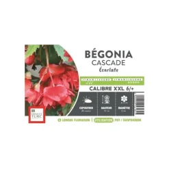 Bégonia Cascade écarlate rouge XXL Ernest Turc - bulbes vrac