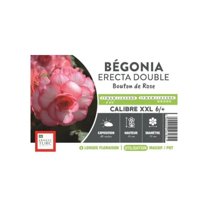 Bégonia Erecta Double Bouton de Rose XXL rose clairà bord foncé Ernest Turc - bulbes vrac