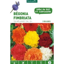 Bégonia Fimbriata en mélange botanic® - 3 bulbes