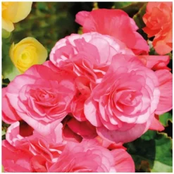 Bégonia élatior. Le pot de Ø 17 cm