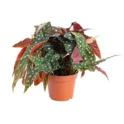 Bégonia maculata - Le pot de Ø 14 cm