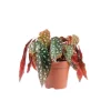 Bégonia maculata – Pot de 12 cm de diamètre