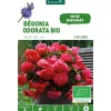 Bégonia Odorata bio rose botanic® - 2 bulbes