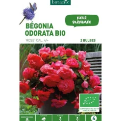 Bégonia Odorata bio rose botanic® - 2 bulbes