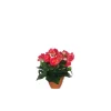 Bégonia rose foncé artificiel en pot Campana Terra H 25 x Ø 20 cm