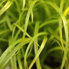 Bien Etre Animal Cyperus Zumula Bio. Le pot de 1 litre