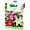 Boite de bulbes de fleurs Lys oriental en mélange botanic® – 6 bulbes