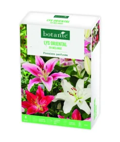 Boite de bulbes de fleurs Lys oriental en mélange botanic® – 6 bulbes