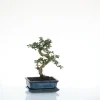 Bonsaï botanic® Carmona avec pot et soucoupe - Taille 3,2