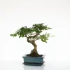 Bonsaï botanic® Ligustrum avec pot et soucoupe - Taille 3,2