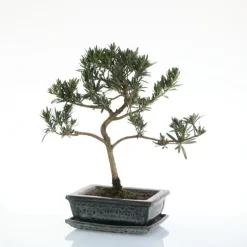 Bonsaï botanic® Podocarpus avec pot et soucoupe - Taille 3,2