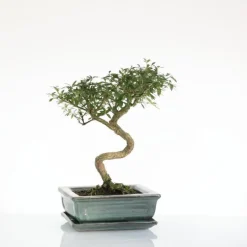 Bonsaï botanic® Serissa avec pot et soucoupe - Taille 3,2