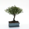 Bonsaï botanic® Syzygium avec pot et soucoupe - Taille 3,2
