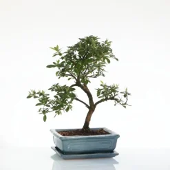 Bonsaï botanic® Zelkova avec pot et soucoupe - Taille 3,2