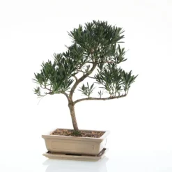 Bonsaï rempoté varié botanic® mix taille 5