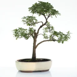 Bonsaï rempoté varié botanic® mix taille 7