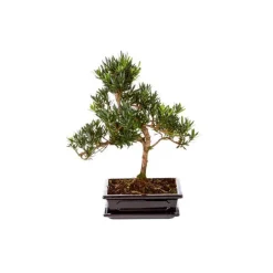 Bonsai varié