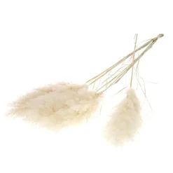 Botte de fleurs séchées Herbes de la Pampa (Cortaderia) blanche Naturalys