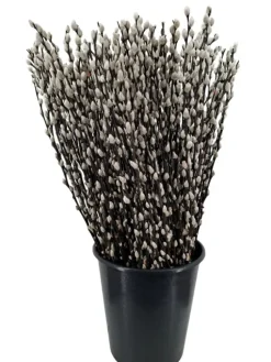 Botte végétale de saule salix chaton coloris naturel – 5 tiges