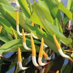 Bougie d’eau godet 9x9 cm