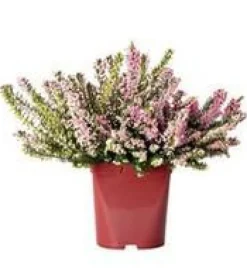 Bruyère en pot de 2 litres