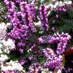 Bruyère Erica Carnea 15/20 rose. Le pot de 1 litre
