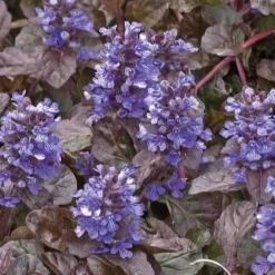 Bugle rampant - Le pot de 9 x 9 cm