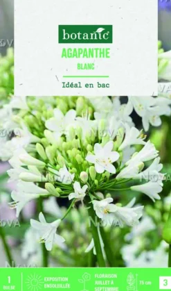 Bulbe de fleurs Agapanthe blanc botanic® - 1 bulbe