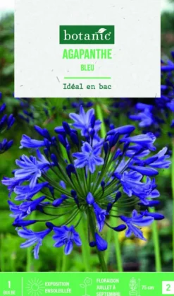 Bulbe de fleurs Agapanthe bleu botanic® - 1 bulbe