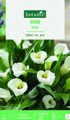 Bulbe de fleurs Arum blanc botanic® - 1 bulbe