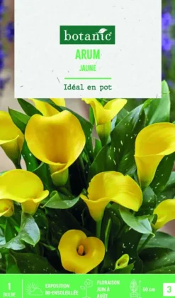 Bulbe de fleurs Arum jaune botanic® - 1 bulbe