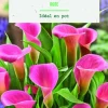 Bulbe de fleurs Arum rose botanic® - 1 bulbe