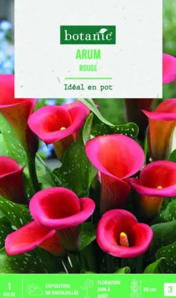 Bulbe de fleurs Arum rouge botanic® - 1 bulbe