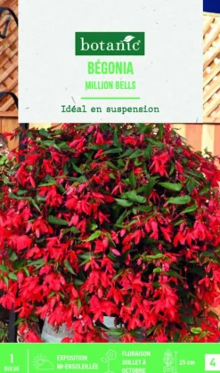 Bulbe de fleurs Bégonia boliviensis million bells botanic® - 1 bulbe