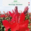 Bulbe de fleurs Canna Haut Assaut botanic® - 1 bulbe