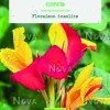 Bulbe de fleurs Canna Indica Cleopatra bio botanic® - 1 bulbe